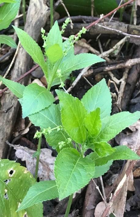 Dog’s mercury