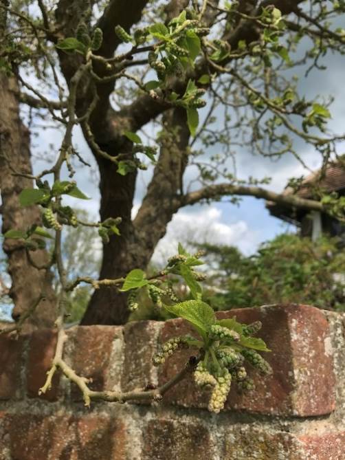 Mulberry in bud