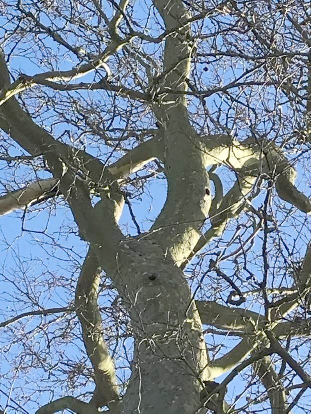 plane tree