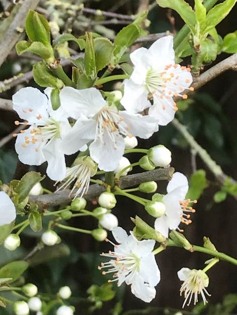 Plum blossom