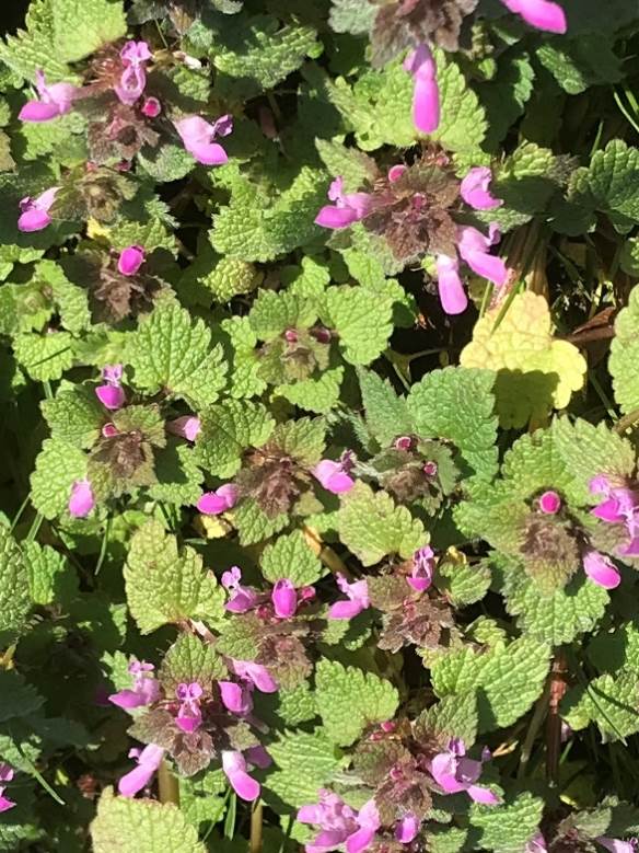 Red dead nettle
