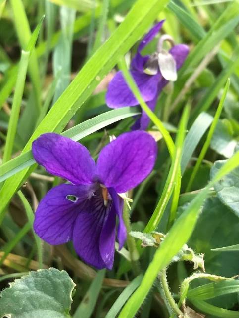 Violet