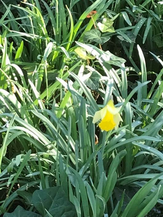 Wild daffodil